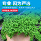 鱼缸水草植物小坨草增氧阴性增氧淡水新手懒人水榕造景水培坨草