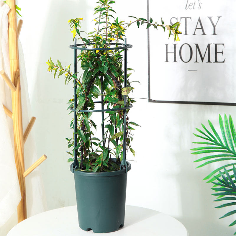 花架花盆支架爬藤植物绿植花卉固定防扶铁线莲月季蟹爪兰阳台,鲜花速递/花卉仿真/绿植园艺,其它园艺用品,淘宝优惠券,粉丝福利购,淘宝优惠卷