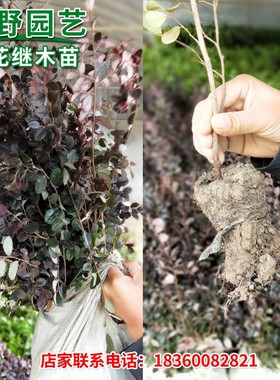 红花继木树苗球红花檵木红桎木绿篱笆绿化带色块工程苗木四季常青