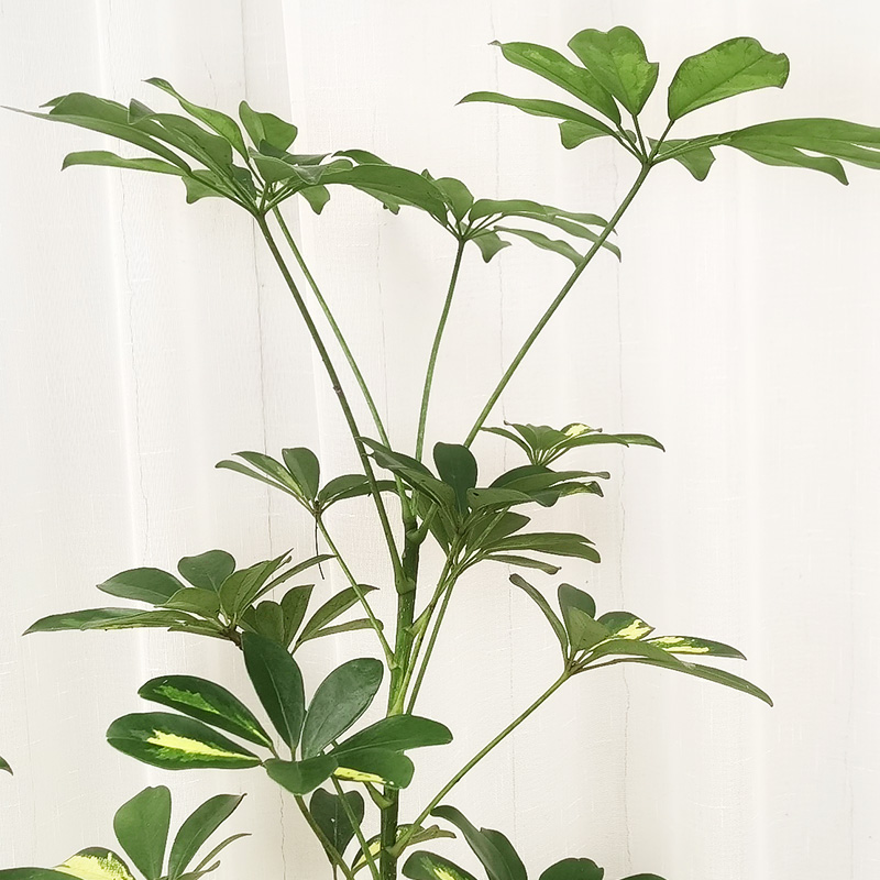 金叶子鸭脚木鹅掌柴八方来招财植物七叶莲办公室内盆栽北欧常绿植