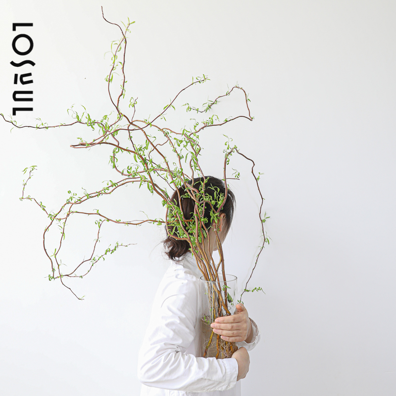 鲜切龙柳大型水培植物好养鲜枝四季好养室内水养生活绿植树枝装饰