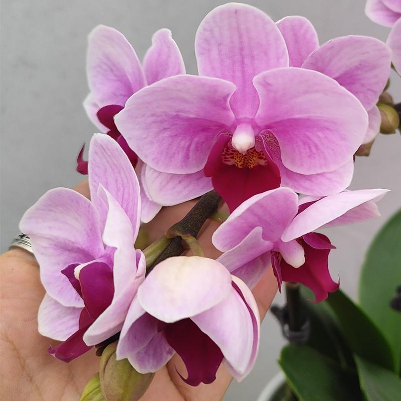 宝贝蝴蝶兰淡雅紫精品真兰花带花苞好养活客厅摆件盆栽绿植满天星