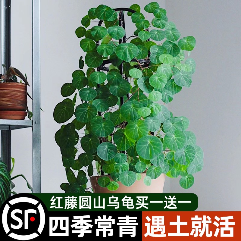 山乌龟植物金不换盆栽红藤圆叶室内阳台爬藤观叶水培好养秋冬绿植