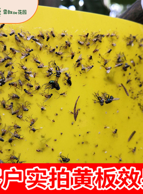 雷叔的花园粘虫板黄板诱虫板纸贴双面黄色杀黑虫胶灭小飞虫果蝇