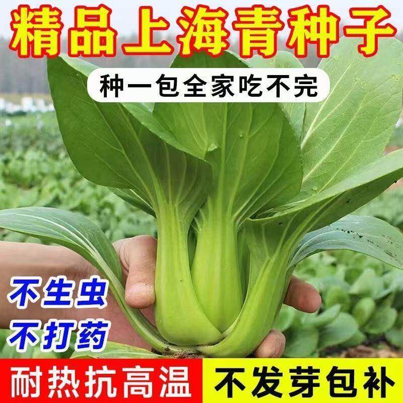 原种上海青种子蔬菜种籽孑鸡毛菜青菜小白菜四季易种阳台菜园高产