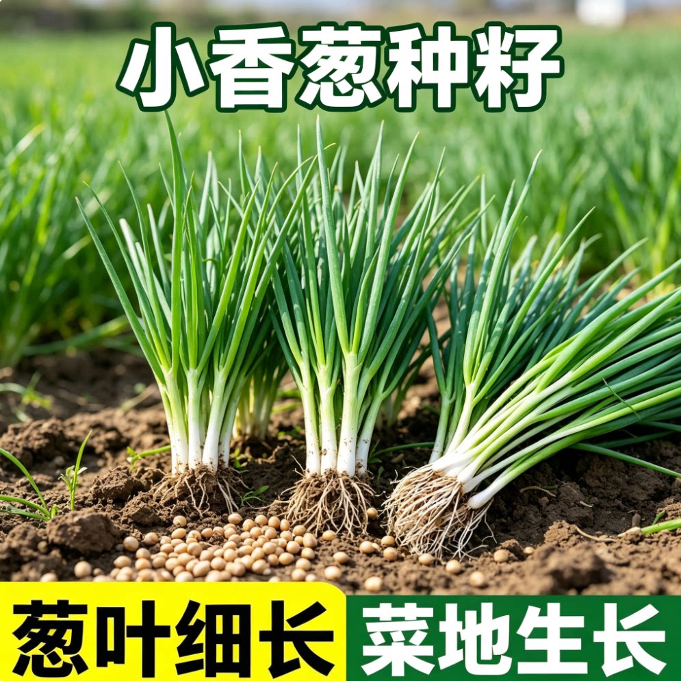 老品种四季小香葱种籽居家容器泡沫箱花盆栽种小葱蔬菜菜籽