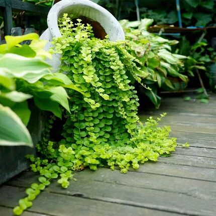 花境植物金叶过路黄盆栽地被可垂吊多年生耐热耐寒观叶常绿好养活