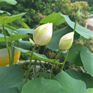 荷塘土荷塘泥花土菜土果树土鱼塘泥种植土泥土优质池塘泥土通用土