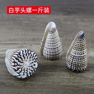白色芋头海螺鱼缸水族造景天然贝壳收藏家居装饰摆件芋螺一斤