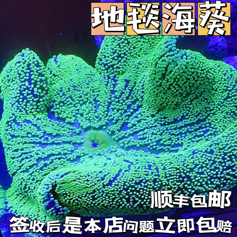 地毯海葵海缸宠物生物活珊瑚造景G海草海星小丑鱼海水鱼尼莫