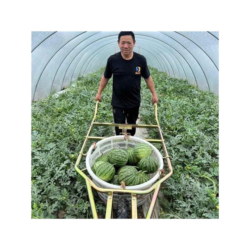 大棚西瓜专用免抬筐塑框钢u丝筐两用手推式独轮推瓜车推瓜神车包