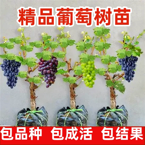 葡萄树苖特大巨峰无籽阳光