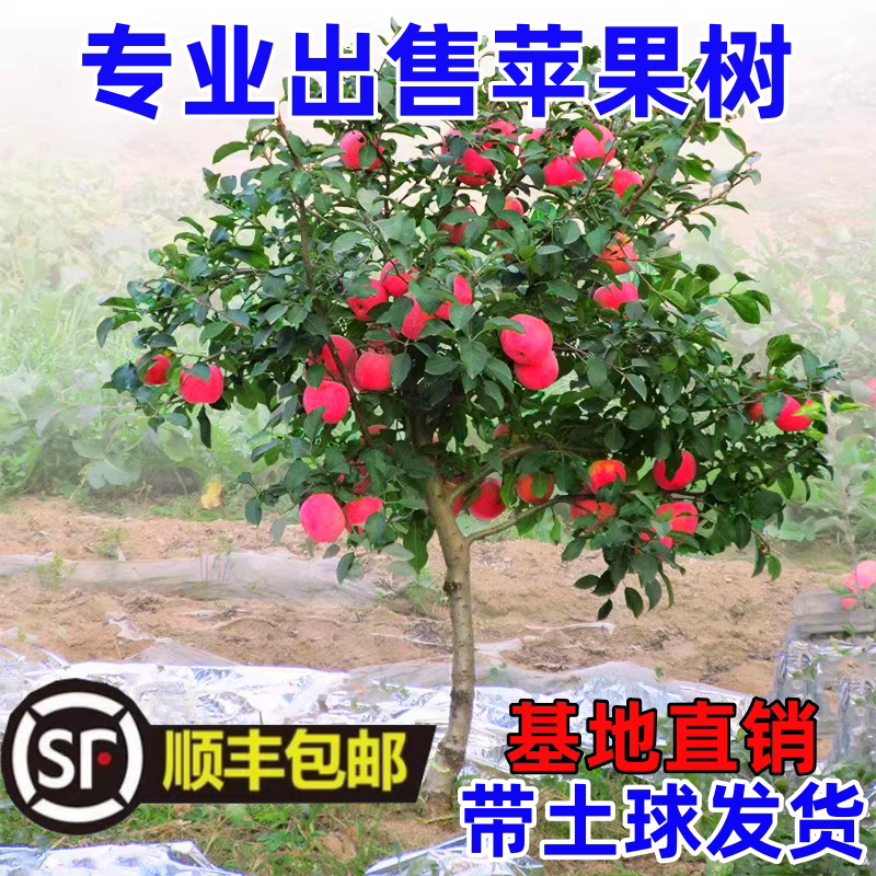 特大苹果树果苗嫁接冰糖心红富士盆地栽带土球南北方种植当年结果