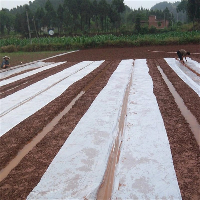 种植3S厚度280米长度整卷白色塑料薄膜透Q明塑料农膜地膜农用