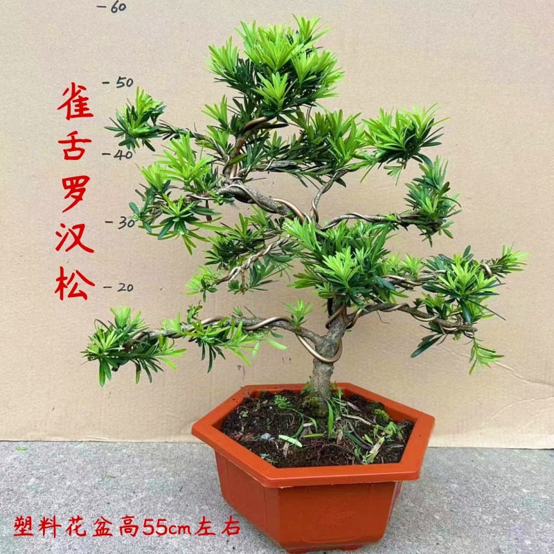 造型罗汉松盆景树四季常青松柏老桩绿植金钻罗汉松盆栽客厅阳台