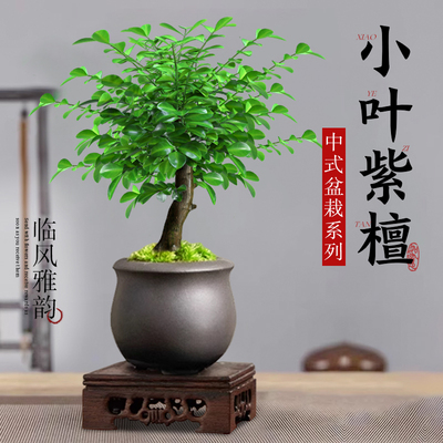 小叶紫檀盆景绿植老桩树苗花盆客厅室内桌面盆栽植物四季好养文竹