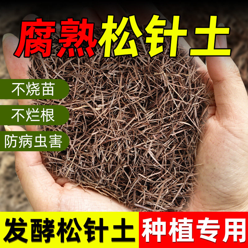 腐熟松针土橡树叶腐叶天然松针图片