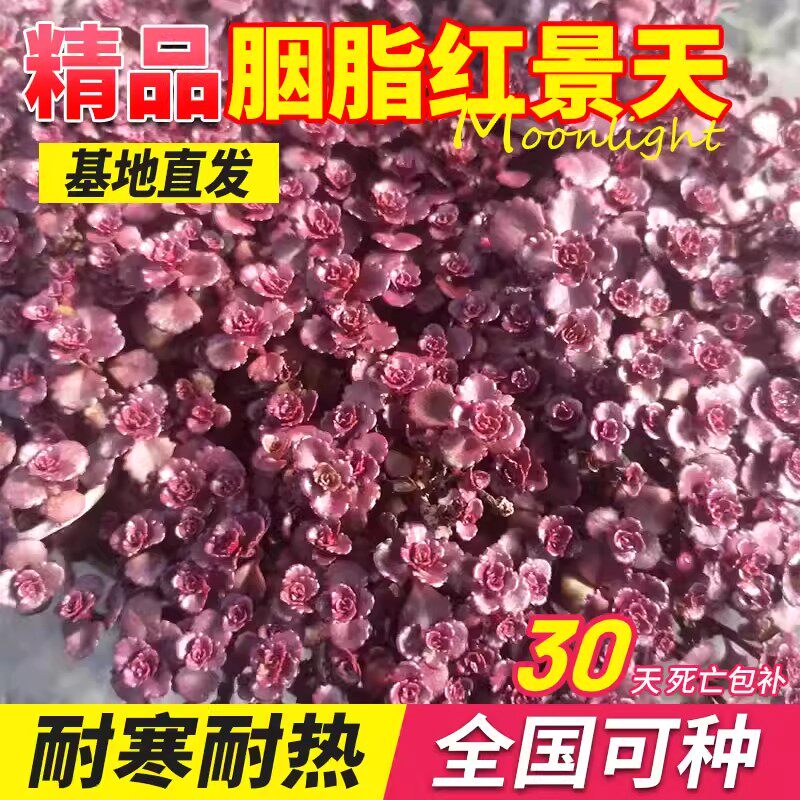 胭脂红景天小球玫瑰景天盆栽苗阳台庭院花境耐寒耐热地被多肉植物