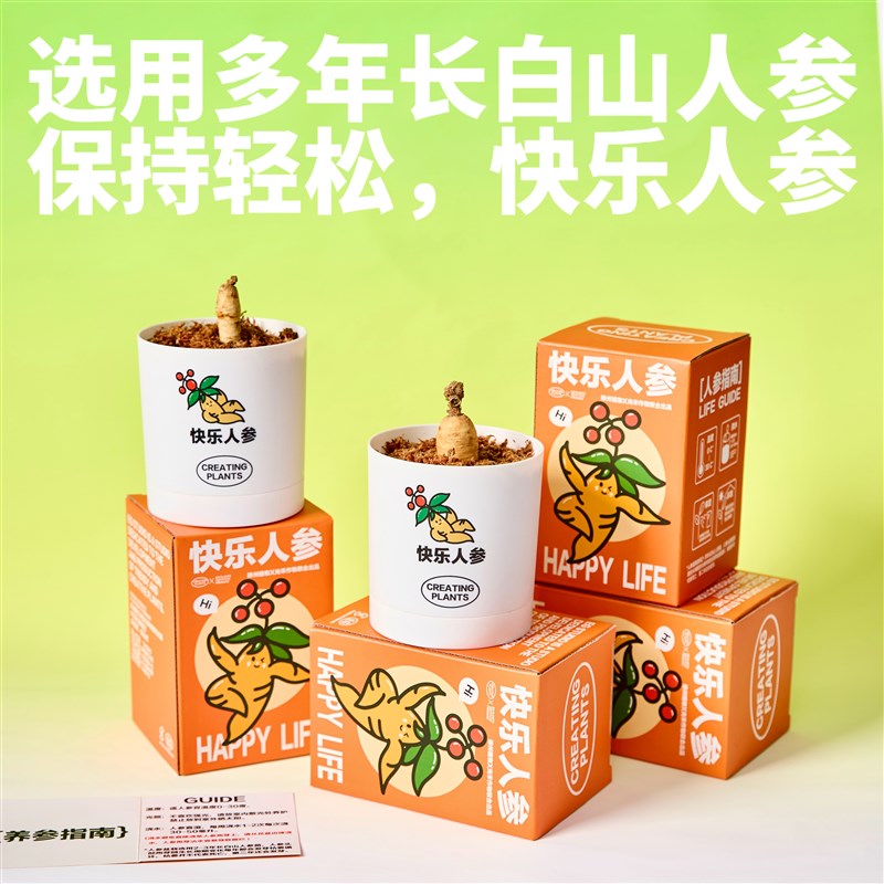 绿州快乐人参盆栽创意植物办公室桌面绿植懒人室内好养国庆节礼物