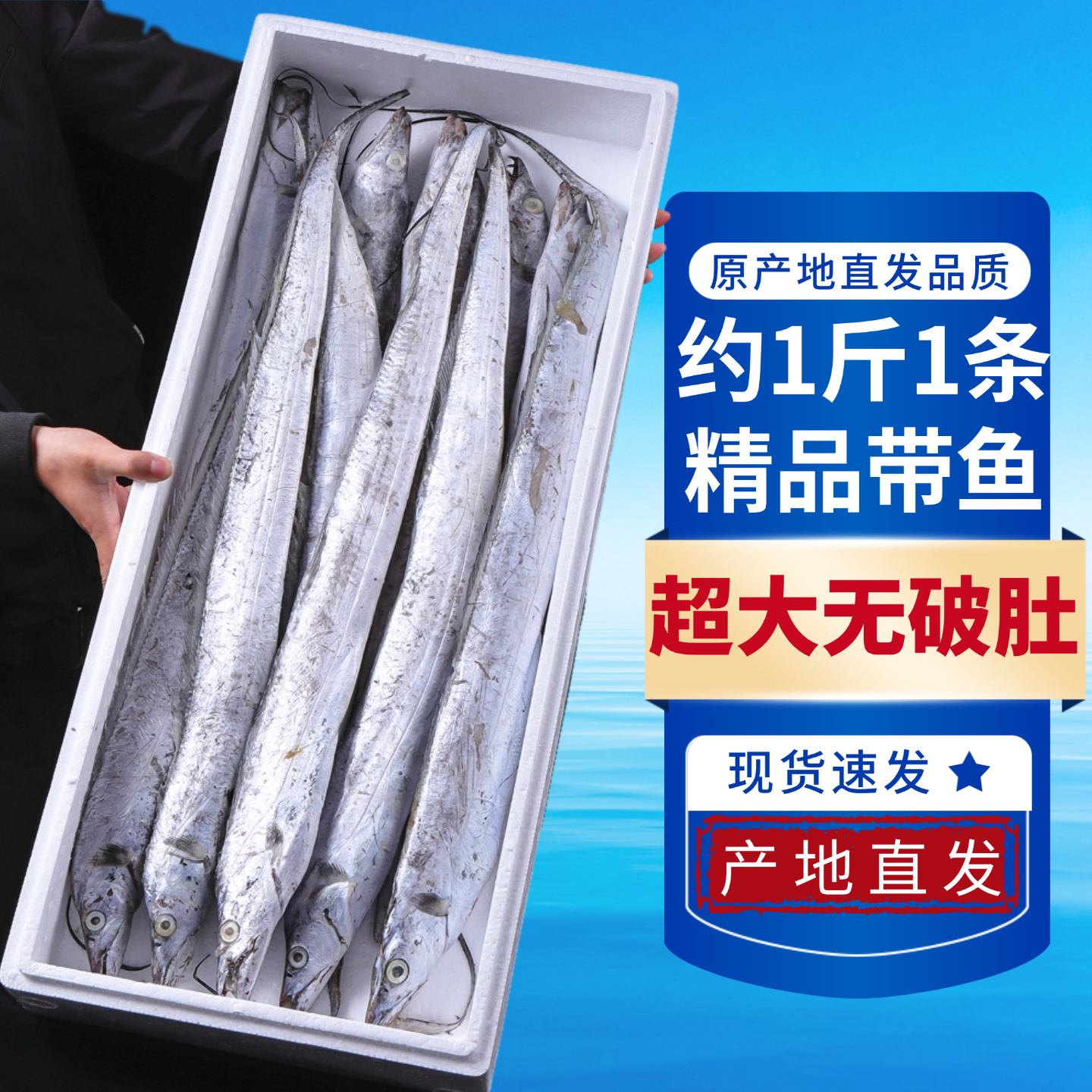 小编推荐款雷达网大带鱼