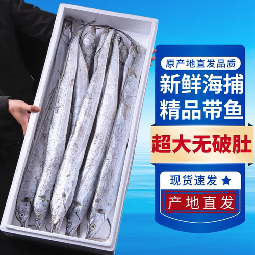 小编推荐款雷达网大带鱼