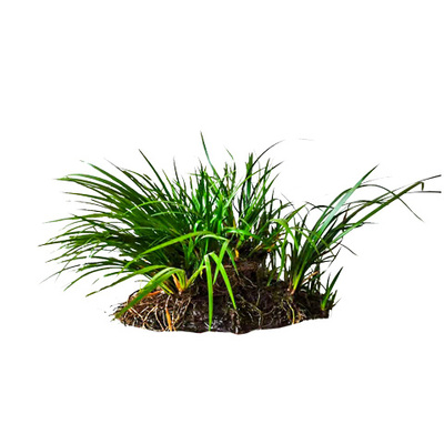 石菖蒲水培绿植龙根附石菖蒲盆栽龟缸养鱼室内外微景观假山绿植