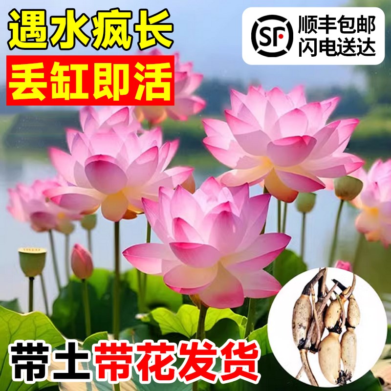 荷花盆栽水养观赏藕种鱼缸造景莲花藕苗池塘水生植物花卉碗莲睡莲