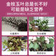 金枝玉叶专用肥防掉叶子金枝玉叶营养液马齿苋雅乐之舞盆栽肥料