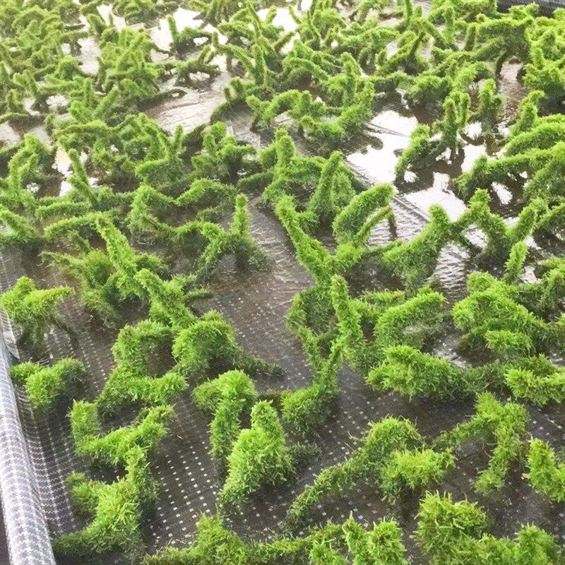 莫斯沉木水草植物鱼缸造景装饰阴性水草真草新手水草水榕莫斯套餐