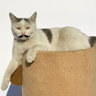 三层实木猫窝猫爬架一体猫屋剑麻桶猫别墅豪华多层床头柜上下双层