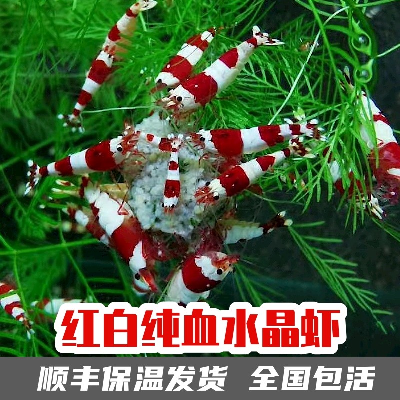 红白水晶虾鲜活到家淡水鱼缸观赏虾闯缸草缸工具清U洁除藻宠物包