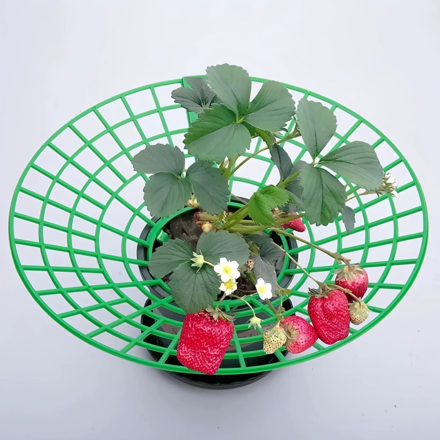 草莓托盘架防倒伏果实支撑