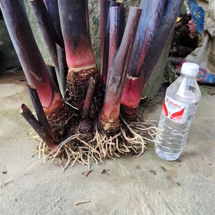 药用食用巨型深紫芋黑叶芋盆景阳台沼泽过滤紫叶庭院观赏植物芋头