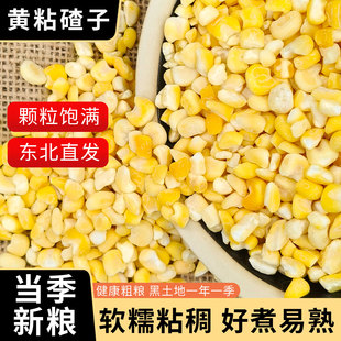 东北粘黄大碴子25年农家新货糯碴子粥花芸豆五谷杂粮大粒黏玉米糁