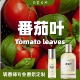 平价番茄叶香水小样试香植物室内喷雾 清新愉悦草本香气