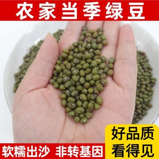 2025农家自种新鲜非转基因绿豆煲汤煲糖水绿豆粥冰沙颗粒饱满新货