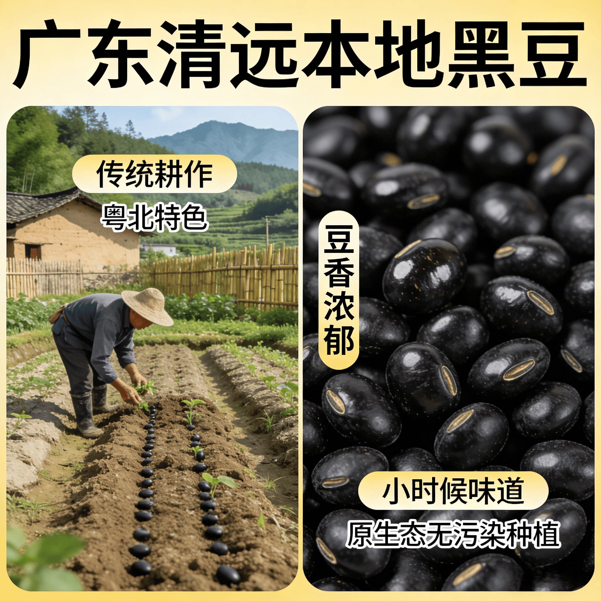 广东清远农家本地自种黄心绿芯黑豆打豆浆专用种子药用当季新干货图片