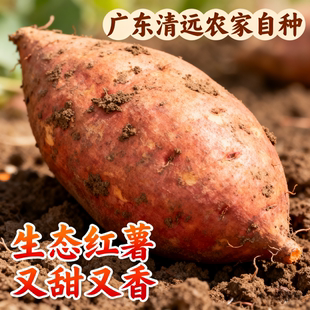 正宗农家自种西瓜红糖心蜜薯地瓜山芋板栗有机生态种植新鲜甜番薯