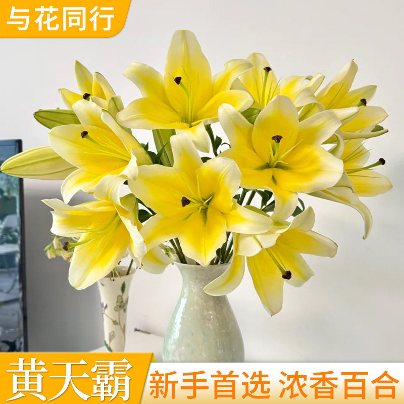 【直播同款】黄天霸浓香型香水百合斗南鲜花基地直发室内水养鲜花
