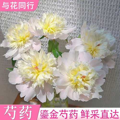 山东芍药凤羽落金池重瓣芍药