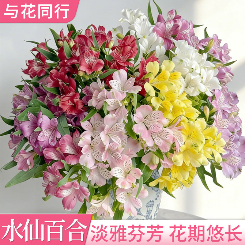 斗南直发水仙百合六出长花期水养