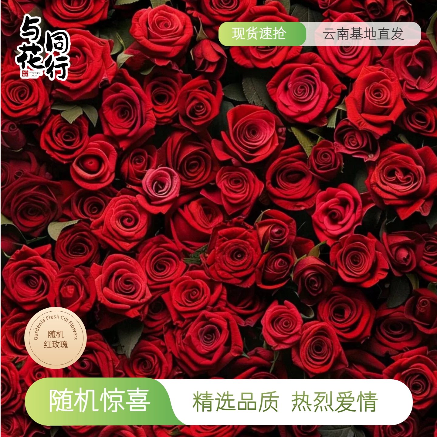 高级红玫瑰随机花系列昆明直发