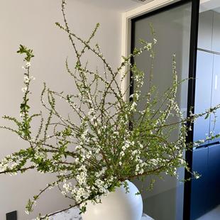 【好红专属】【与花同行】雪柳|氛围感花材超长水培干枝枯木逢春