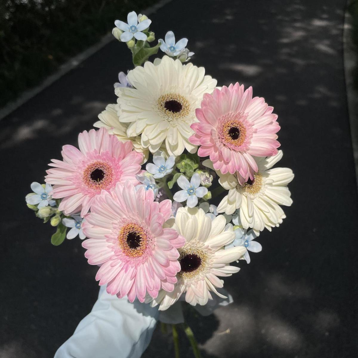 【一抹清新蓝花束】基地新鲜现摘非洲菊蓝星花夏季鲜花混搭花束