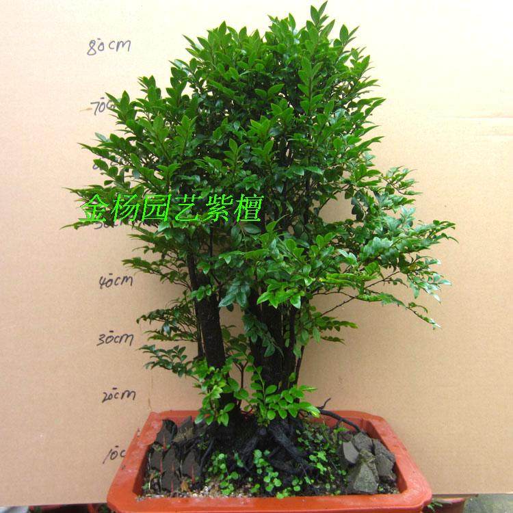 小叶檀香紫檀盆景树桩室内窗台绿植盆栽四季常青植物黑骨茶黑檀木