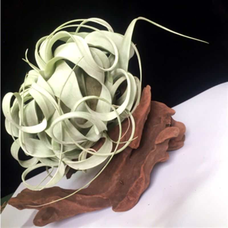 无土植物空气凤梨霸王花观叶花卉办公室内桌面创意盆栽绿植微景观