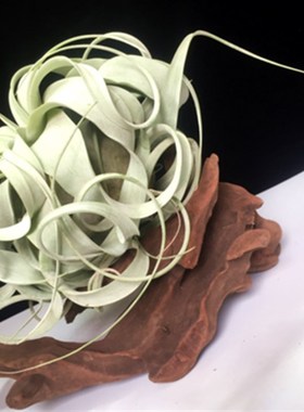 无土植物空气凤梨霸王花观叶花卉办公室内桌面创意盆栽绿植微景观