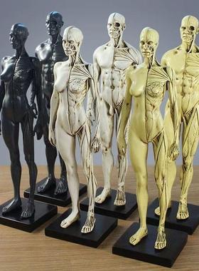 人体全身肌肉模型雕像绘画医用解剖骨骼结构泥塑艺用参考物美术用