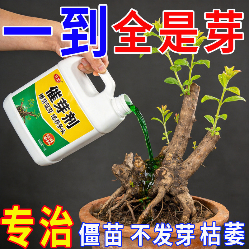 【芽喷哪长哪】植物催芽剂老桩促发芽月季三角梅发财树优芽素通用