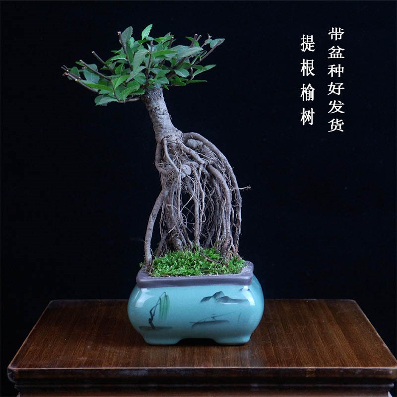 榆树盆景小盆栽造型提根植物室内客厅办公室茶几桌面绿植榔榆树苗